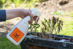 Garten ohne Pestizide