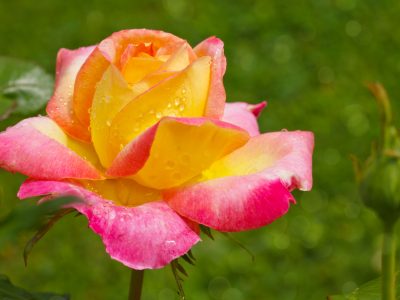 Gartenkalender Juni: Rosen pflegen